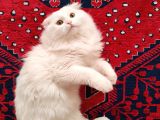 Erkek Scottish Fold Long Hair Beyaz