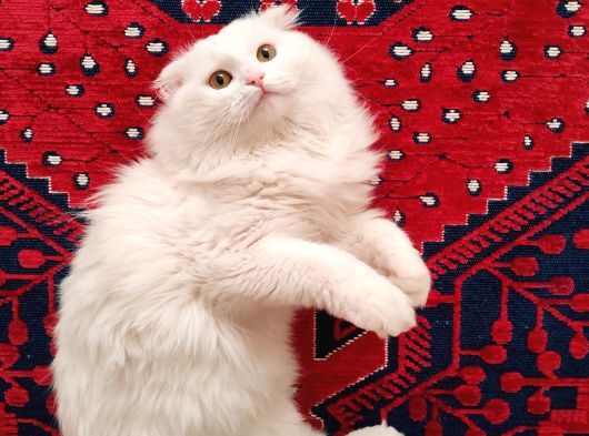 Erkek Scottish Fold Long Hair Beyaz