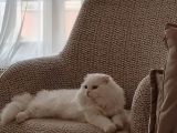 Erkek Scottish Fold Long Hair Beyaz