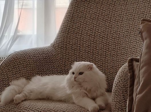 Erkek Scottish Fold Long Hair Beyaz görsel