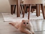 Erkek Scottish Fold Long Hair Beyaz