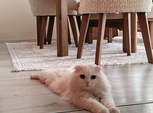 Erkek Scottish Fold Long Hair Beyaz görsel