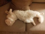 Erkek Scottish Fold Long Hair Beyaz