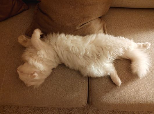 Erkek Scottish Fold Long Hair Beyaz görsel