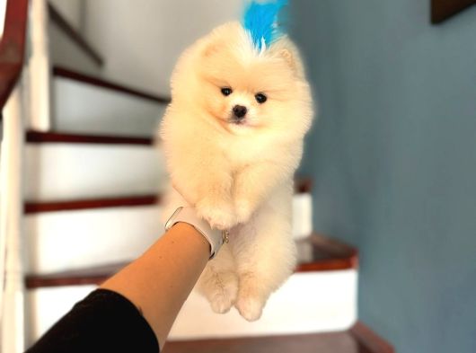 Pomerinian Boo Yavrulari görsel