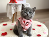 Safkan british shorthair AYI SURAT TOP KAFA bebis
