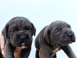 İtalyan Devi Cane Corso
