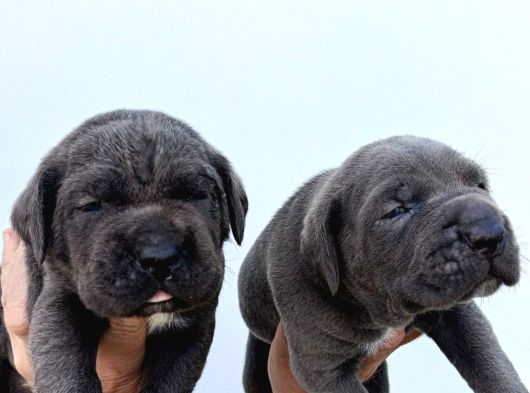 İtalyan Devi Cane Corso görsel