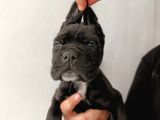 İtalyan Devi Cane Corso