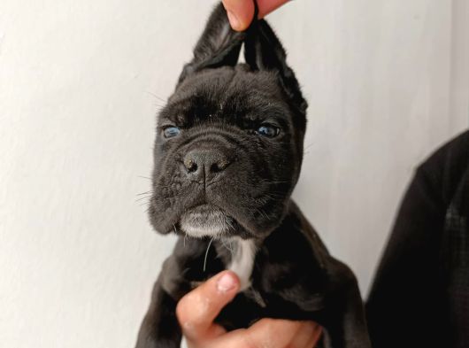 İtalyan Devi Cane Corso görsel