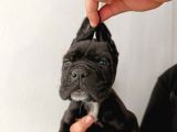 İtalyan Devi Cane Corso