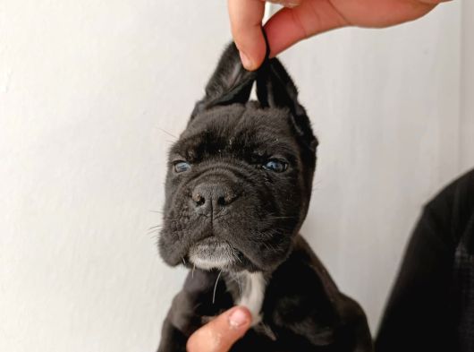 İtalyan Devi Cane Corso görsel
