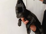 İtalyan Devi Cane Corso