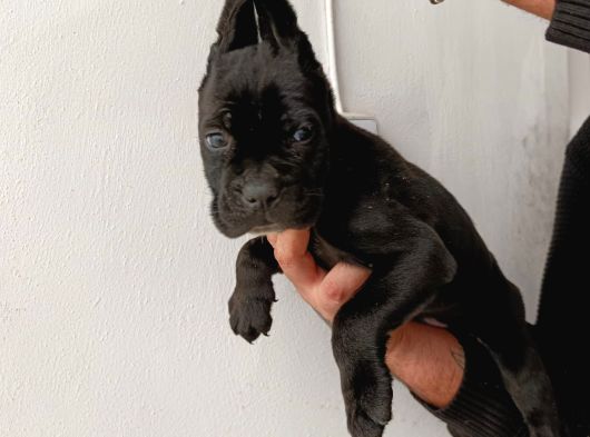 İtalyan Devi Cane Corso görsel