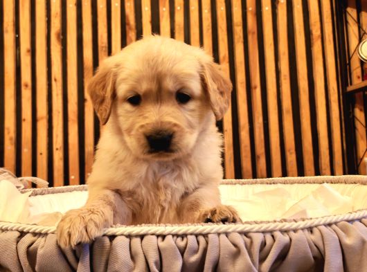 Baby Face Safkan Golden Retriever Yavruları görsel