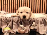Baby Face Safkan Golden Retriever Yavruları