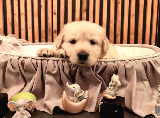 Baby Face Safkan Golden Retriever Yavruları görsel