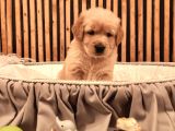 Baby Face Safkan Golden Retriever Yavruları