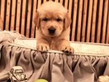 Baby face safkan golden retriever yavruları