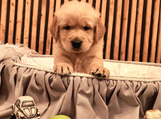 Baby Face Safkan Golden Retriever Yavruları