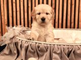 Baby Face Safkan Golden Retriever Yavruları