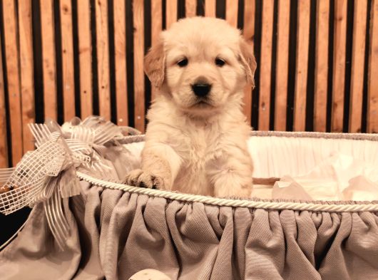 Baby Face Safkan Golden Retriever Yavruları görsel
