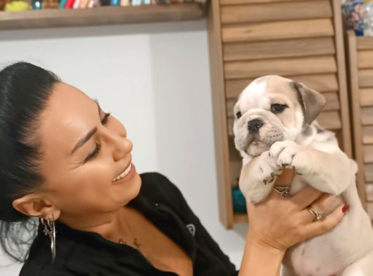 Irk Garanti̇li̇ İngi̇li̇z Bulldog Yavrulari görsel