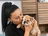 Irk Garanti̇li̇ İngi̇li̇z Bulldog Yavrulari