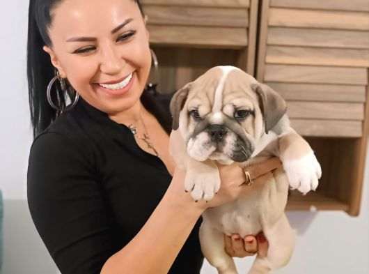 Irk Garanti̇li̇ İngi̇li̇z Bulldog Yavrulari görsel