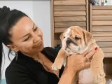 IRK GARANTİLİ İNGİLİZ BULLDOG YAVRULARI