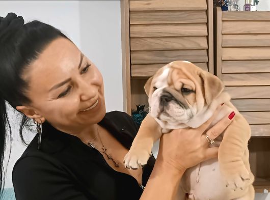 Irk Garanti̇li̇ İngi̇li̇z Bulldog Yavrulari