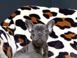 Egzoti̇c Blue Fawn Fransiz Bulldog Yavrularimiz