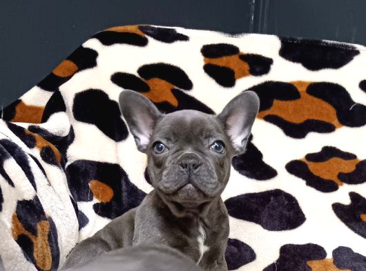 Egzoti̇c Blue Fawn Fransiz Bulldog Yavrularimiz görsel