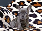 EGZOTİC BLUE FAWN FRANSIZ BULLDOG YAVRULARIMIZ