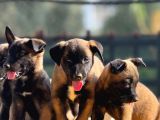 Belçika Malinois Yavrularımız