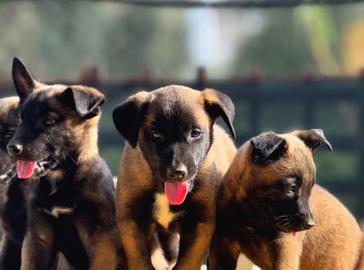 Belçika Malinois Yavrularımız görsel