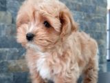 Muhteşem Malti̇poo Bebekleri̇ Si̇zleri̇ Bekli̇yor