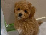 Mükemmel Maltipoo Yavruları