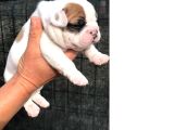 A KALİTE YAVRU FRENCH BULLDOG 724 ULAŞABİLİRSİNİZ