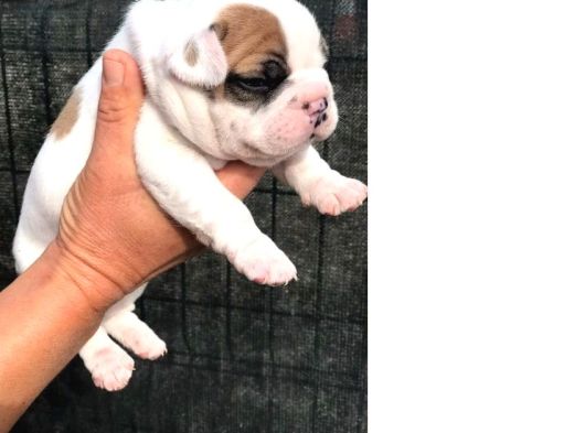 A Kali̇te Yavru French Bulldog 724 Ulaşabi̇li̇rsi̇ni̇z