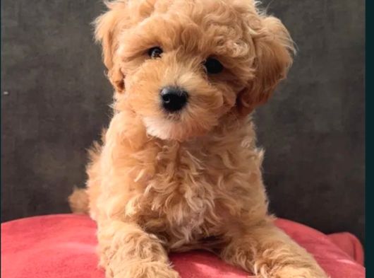 Mükemmel Maltipoo Yavruları görsel