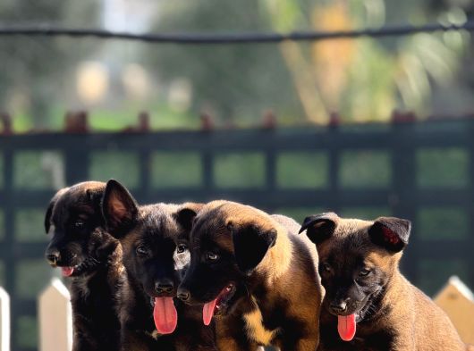 Belçika Malinois Yavrularımız görsel