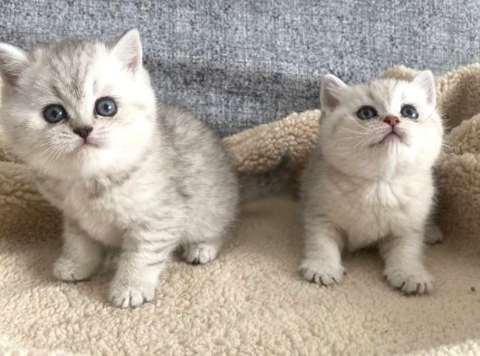 Anne Baba Scrli Yavrular Yeni Sahiplerini Arıyor görsel