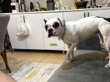 French Buldog Mika Sahiplendirilecektir