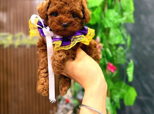 Sağlık Kontrollü En Özel Korean Poodle Yavrularımız görsel