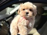 Mükemmel Maltipoo Yavruları