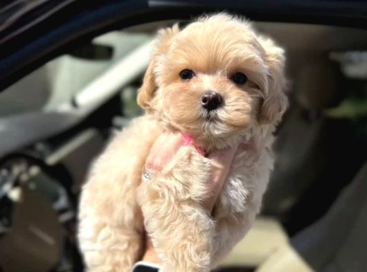 Mükemmel Maltipoo Yavruları görsel