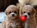 Mükemmel Maltipoo Yavruları