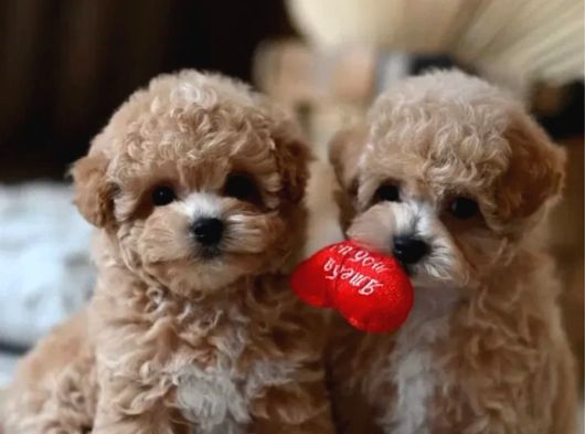 Mükemmel Maltipoo Yavruları