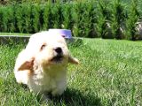 Muhteşem Malti̇poo Bebekleri̇ Si̇zleri̇ Bekli̇yor